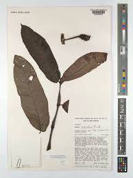 Image result for Cuviera