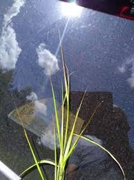 Image result for Heteropogon melanocarpus