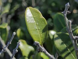 Image result for Chionanthus foveolatus