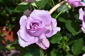 For example, the amesha spentas, the six divine beings created by ahura mazdā (wise lord, god) according to the gathas of zarathustra, function as archangels and are considered as such in middle persian zoroastrian writings. Angel Face Rose Rosy Purple Appreciation Pegasus Products