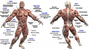 Muscle Anatomy Transform Gym