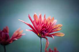 Check spelling or type a new query. 5299741 4320x2880 Pink Outdoor Flower Natural Light Garden Creative Commons Images Petal Mocah Hd Wallpapers