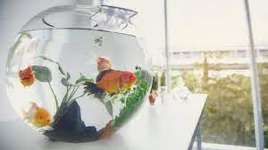 6 Manfaat Memelihara Ikan Hias Ini Penjelasan Ilmiahnya Hot Liputan6 Com