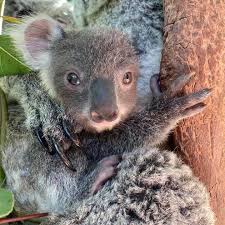 Pin By Holly Bergen On California Sea Otters Other Cute Critters Koala Bear Animals Koalas