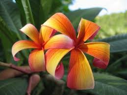 Pin On Plumeria Wish List