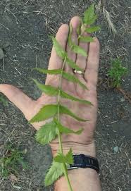 Image result for Berula erecta