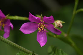 Image result for Talinum crispatulum