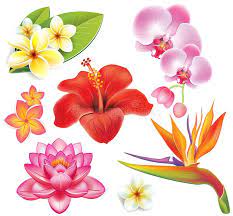 Set Of Tropical Flowers Frangipani Plumeria Hibiscus Heliconia Orchid Aff Flower In 2020 Tropical Flowers Illustration Flower Drawing Tropical Flower Tattoos