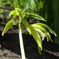 Image result for Nervilia petraea