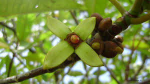 Contextual translation of paya bakau into english. Rhizophora Apiculata Wikipedia