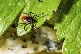 Clean up clippings and yard waste. Tick Control For Yards How To Get Rid Of Ticks In My Garden