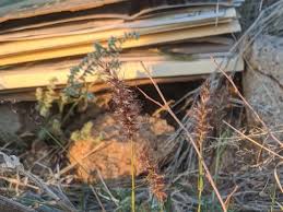 Image result for Cenchrus riparius