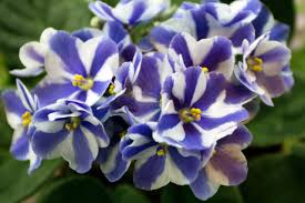 We did not find results for: African Violets A Horticulturist S Mutant Paradise The Burgundy Zine