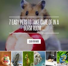 7 Easy Pets To Take Care Of In A Dorm Room Easy Pets Dorm Room Dorm