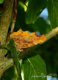 Image result for Polygonia c-album