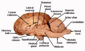 Sheep Brain Diagram Cortex Cerebral