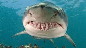 sand tiger shark shark pictures bull shark shark