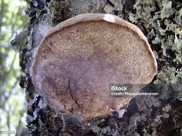 Image result for Phellinus pomaceus