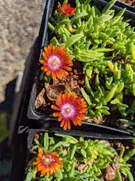 Image result for Delosperma mahonii
