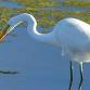 Family Bird Walk event image