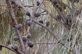Image result for Casuarina verticillata