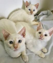 Siamese cats were a big part of palace and temple life, and were considered to be spirit guardians. Flame Point Siamese Cat Petfinder