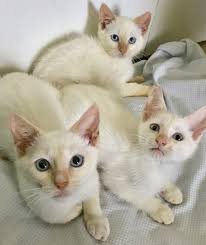 Siamese/orientals cats.lilac point,seal tabby silver siamese,seal point, flame point, ,balinese andtonkinese. Flame Point Siamese Cat Petfinder