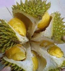 Kalau pokok muda boleh gunakan 1/2 sahaja dari sukatan. Anak Pokok Durian Monthong Jana Pendapatan Iklan Perniagaan