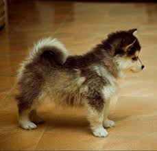 Pomsky Pomeranian Husky Animals Pomsky Puppies