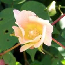 Image result for Abutilon englerianum