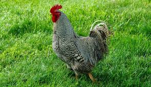 We did not find results for: Poultry Profiles Get To Know The Plymouth Rock Chicken Breed Hobby Farms