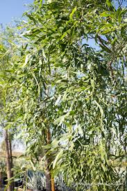 Image result for Acacia chariessa
