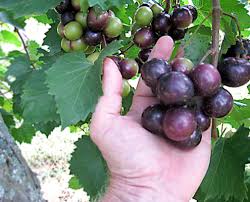 Brown Spots On Grapes: Are They Safe To Eat? | Gina Burgess