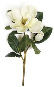 We did not find results for: 31 Magnolia Spray 1 Flower 1 Bud White Flower Decorations Plants Planting Flowers