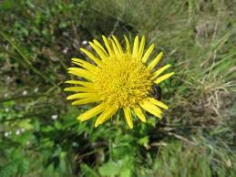 Image result for Buchnera speciosa