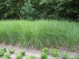 Check spelling or type a new query. Best Decorative Grasses For Zone 6 And Northeast Region