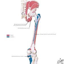 The origins of the lateral head of the gastrocnemius muscle are the _____. Thighs Outlander Anatomy