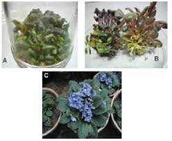 Affordable and search from millions of royalty free images, photos and search 123rf with an image instead of text. Different Stages Of Micropropagation Of African Violet Saintpaulia Download Scientific Diagram