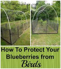 Bird Netting For Blueberries Protecting Blueberries From The Birds Blueberry Gardening Blueberry Plant Berry Garden