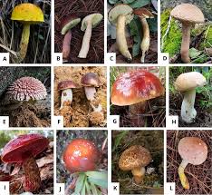 Image result for Boletus variipes