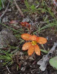 Image result for Tritonia moggii