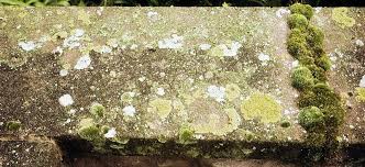 Apr 19, 2021 · apply hot water to kill moss if you want to get away with it cheap, this is something you should try. The Best Driveway Cleaner You Can Buy A Review By Job Prices