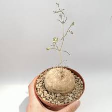 Image result for Stomatostemma