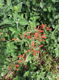Image result for Dicliptera carvalhoi