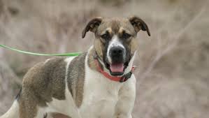 Parvo is quite hardy and can live for a prolonged period on a number of surface mediums. Can My Dog Get Parvo The Answer Is Yes