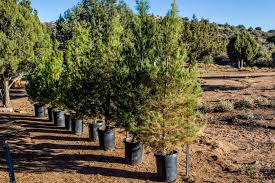 Please click on the tabs at the right for more information. The Best Christmas Tree Farm In Every State For 2020 Best Christmas Tree Farms