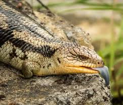 Be sure to check the laws in your state. Skink Facts What You Need To Know About This Cool Reptiles