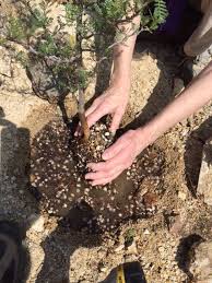 Image result for Sporobolus mildbraedii