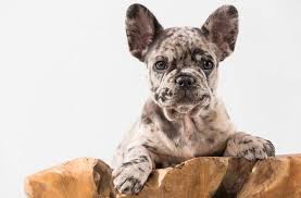Elevages De Bouledogue Francais Trouvez Et Achetez Votre Chiot De Race Eleveurs Online Com Bouledogue Francais Chiots Bouledogues Bouledogue