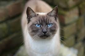 I just love this coloring, the blue eyes and the cream body combined with the faint stripes on the face Flame Point Siamese What You Need To Know About This Coloration